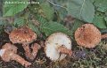 Echinoderma calcicola-amf1983